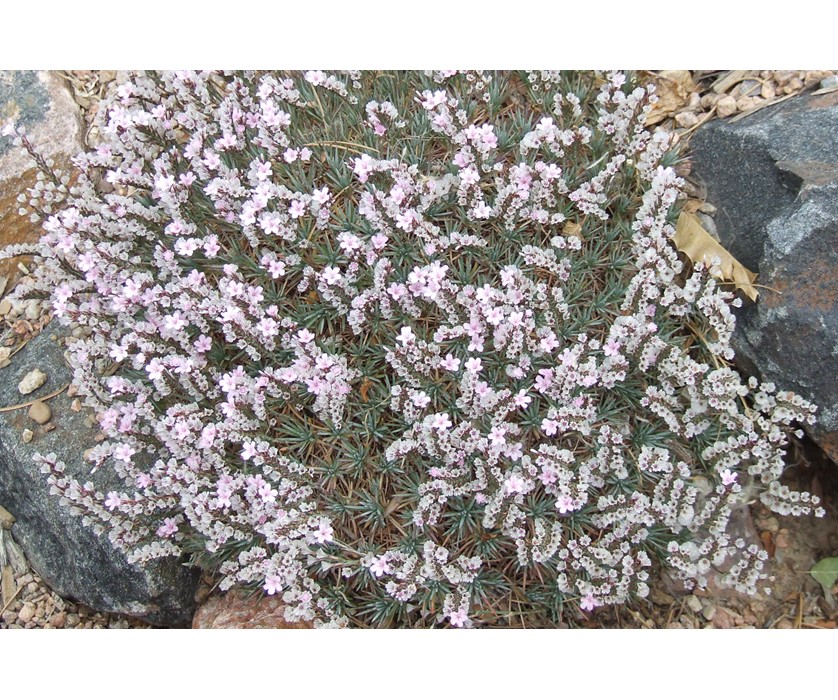 Prickly Thrift